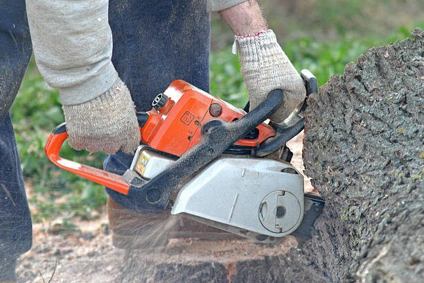 Professional Tree Removal Services in Madelia, MN